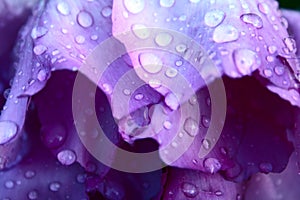 Drops on pion petals