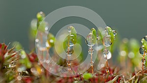 Drops on pohlia moss