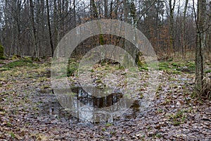 Drops in the puddle in the forest