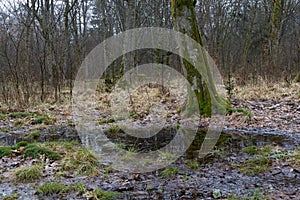 Drops in the puddle in the forest