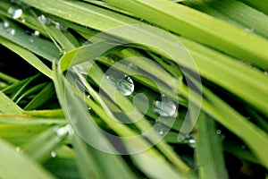 drops of pure dew on green grass in macro very close