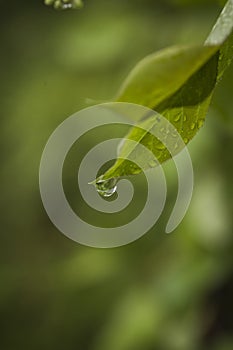 Drops of rain coming off of a green leaf