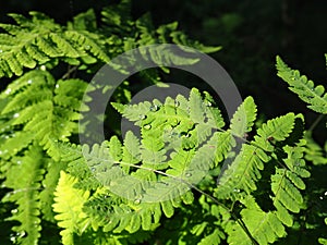 Drops of rain or dew on fern leaves. Beautiful, light, graceful fern branches. Close up. Ferns of the lower tier of the photo