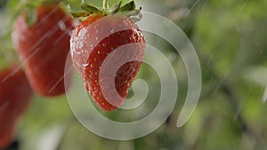 Drops of rain drip onto a strawberry bush with large ripe red berries. Close-up of a strawberry on a blurred green