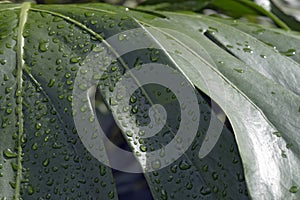Drops of rain on green leaf