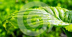 Drops of rain on the green leaf of the  hosta_