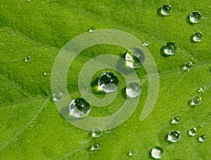 Drops of rain on a green leaf in the sunlight