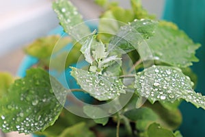 Drops of rain on green leafs