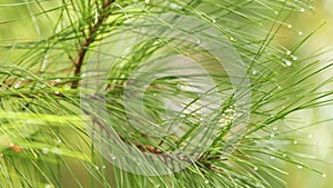 Drops Of Rain On Needles Of Pine Branch. Branch Of A Coniferous Tree With Raindrops. Close up.