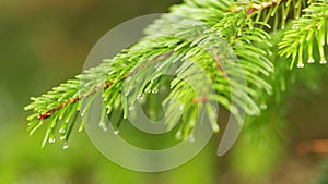 Drops Of Rain On Needles Of Spruce Branch. Branch Of A Coniferous Tree With Raindrops. Close up.