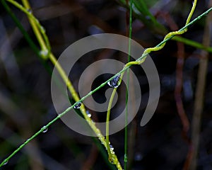 Drops of Rain on Stems