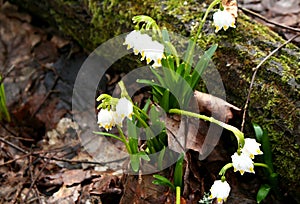 Drops of rain water on the first spring flowers - snowdrops.