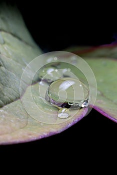 Drops of rain water on a leaf