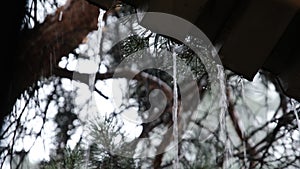 Drops of Rainwater Flow Down from the Roof and Fall near Pine Forest Slow motion