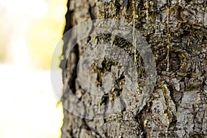 Drops of resin on pine tree bark