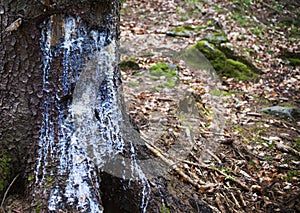 Drops of resin on the trunk of a tree