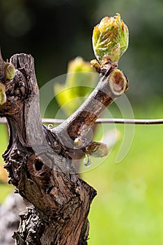 Drops of sap on vine branches in spring. Agriculture