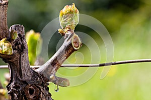 Drops of sap on vine branches in spring. Agriculture