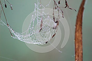 Drops on the Spider`s web. photo