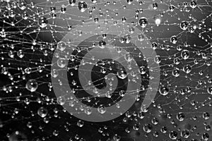 Drops on a spider web after rain, macro