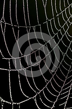 Drops on a spriderweb