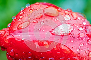 Drops of spring rain on red tulips