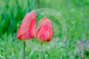 Drops of spring rain on red tulips