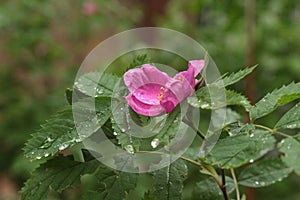 Drops of summer rain remained on delicate pink rose petals