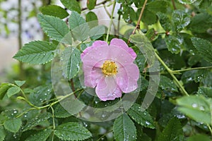 Drops of summer rain remained on delicate pink rose petals