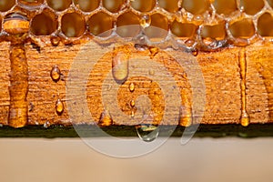 Drops of thick golden honey flowing over wooden frame of honeycombs. Honey pouring and dripping from the honeycombs in