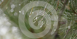 drops on the tip of pine needles with soft green background