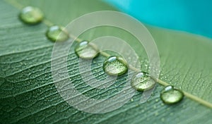 Drops of transparent rain water on a green leaf macro. Drops of dew in the morning glow in the morning light.