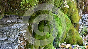 Drops and trickles of clear water flow down from mossy cliff.