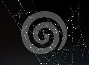 Dew drops on a spider web