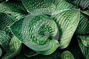 Drops of water on big green hosta leaf