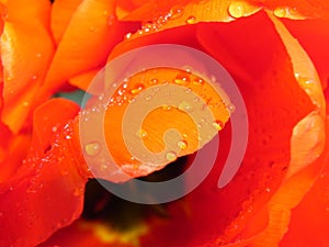 Drops of water on the blooming tulip