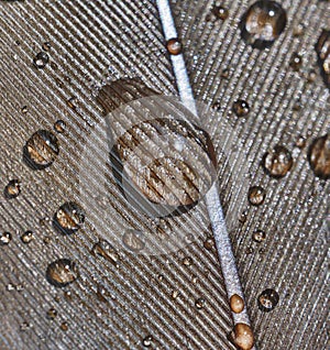 Drops of water on brown bird feather.