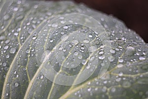 Drops of the water on the cabbage