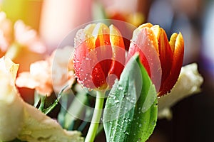 Drops of water or dew on the flowers of red tulips