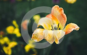 Drops of water or dew on a yellow tulip flower close-up