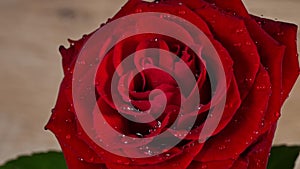 Drops of Water Drip on the Petals of a Red Rose