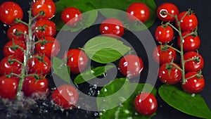 Drops of water fall on cherry tomatoes and leaves