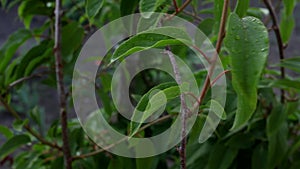 Drops of water fall on kiwi leaves.