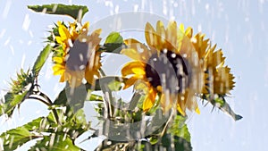 Drops of water flow in streams against background of sunflower flowers