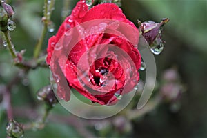 Drops of water on the flower3