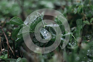 Drops of water on fresh green clover leaves. Grass after the rain. Selective focus