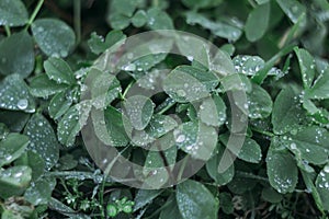 Drops of water on fresh green clover leaves. Grass after the rain. Selective focus