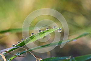 Drops of water on the grass stems.