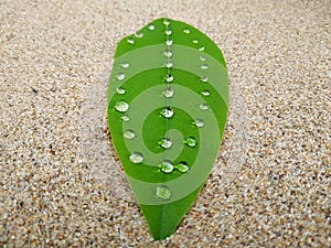 Drops of water on a green leaf on a sand background