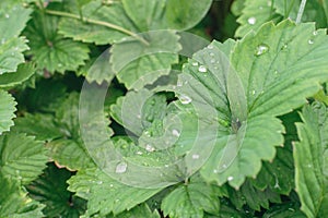 Drops of water on green leaves of strawberries after rain